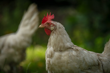 Hens in green grass in hot sunny summer fresh day