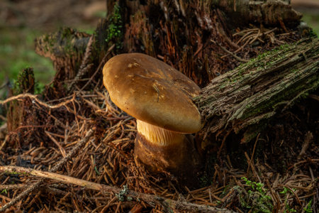 Toxic mushroom in fresh summer green forest in mountainsの写真素材