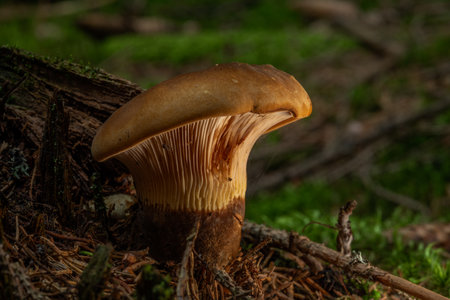 Toxic mushroom in fresh summer green forest in mountains