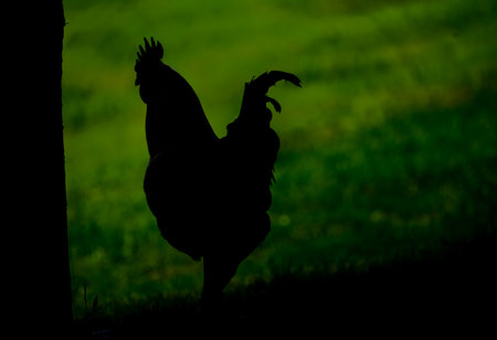 Hens and cock in green grass in hot sunny summer fresh dayの写真素材