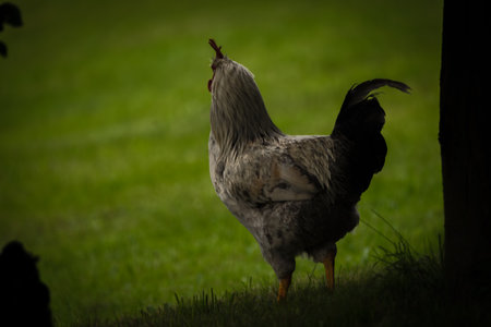 Hens and cock in green grass in hot sunny summer fresh day