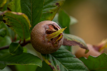 Medlar fruit ripened autumn tree in cloudy dark afternoon