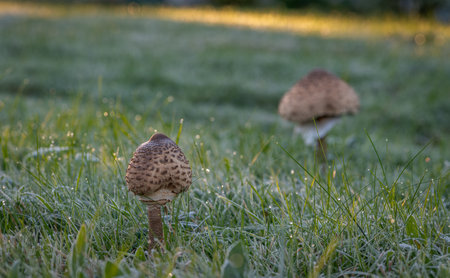 Parasol mushroom in frosty morning grass in autumn mountainsの写真素材