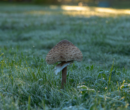Parasol mushroom in frosty morning grass in autumn mountainsの写真素材