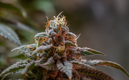 Black apple and Blue cheese variety indoor marijuana flower