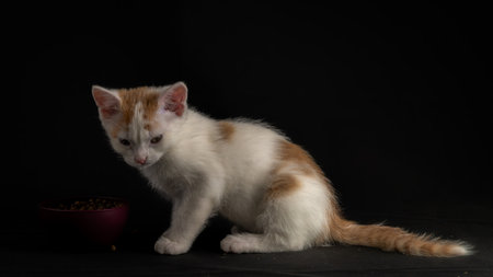 White and light orange hair young male cat with dark background indoor homeの写真素材