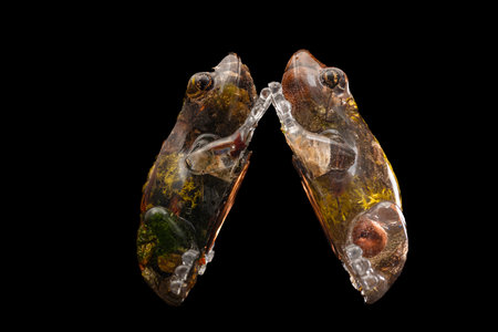 Hand made home decoration wax frog with dark black backgroundの写真素材