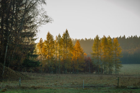 Color fresh sunrise morning in Sumava mountains near Lipno reservoir near Horice na Sumavaの写真素材
