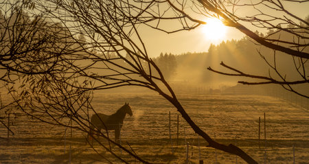 Color fresh sunrise morning in Sumava mountains near Lipno reservoir near Horice na Sumavaの写真素材