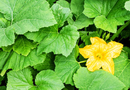 squash blooms in the garden in summerの写真素材