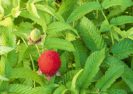 Tibetan raspberry varieties strawberry - raspberry berry against the background of leavesの写真素材