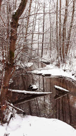 forest stream with brown water flows through the snowy forest.の写真素材