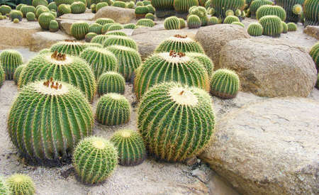 a group of huge round cacti growing on stonesの写真素材