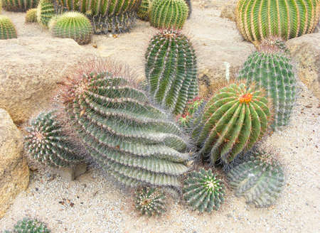 group of green cacti growing on pebblesの写真素材