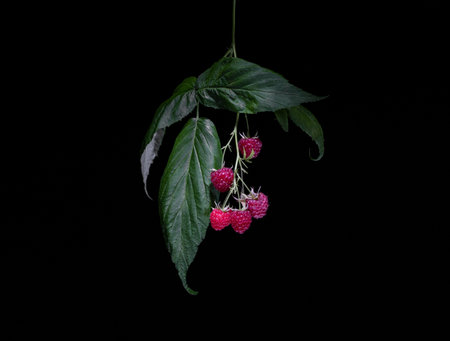 bunch of raspberries with leaves and berries on a black backgroundの写真素材