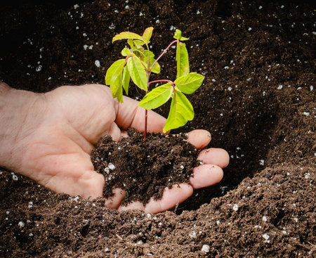 maple sapling in hand before planting in loose groundの写真素材
