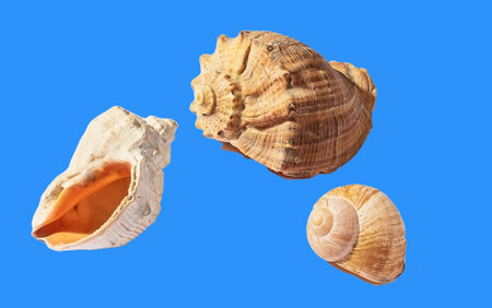 Three shells of sea molluscs isolate on a blue backgroundの写真素材
