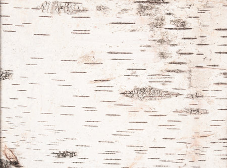 Texture of light birch bark top viewの写真素材