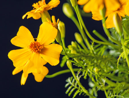 Bright yellow marigold flower close-up on a dark backgroundの写真素材