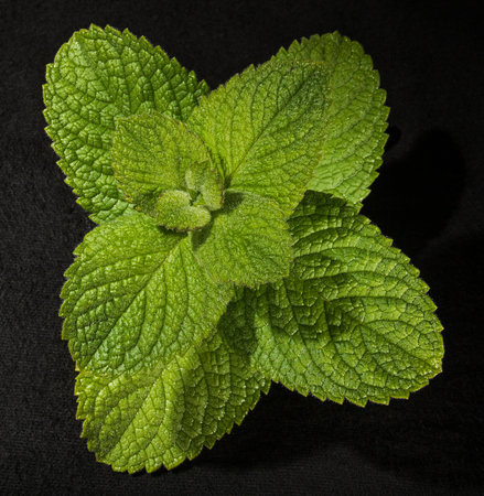 Bright green mint leaves close-up on a black background