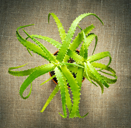 Tree aloe bush top view on burlap backgroundの写真素材