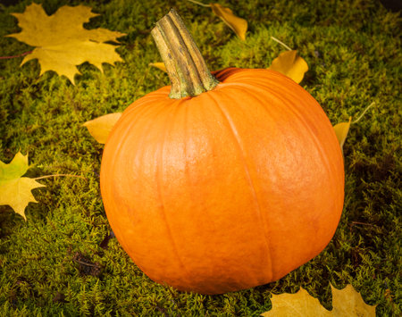 Halloween symbol bright orange pumpkin on green moss pillowの写真素材
