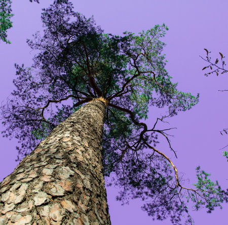 The trunk of a tall pine tree with a crown against the background of a phantasmagoric purple sky