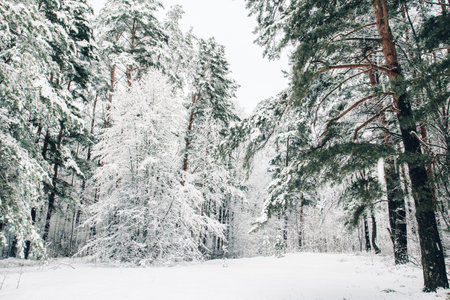 Winter landscape.Snowy forest in Latvia after a snowfall
