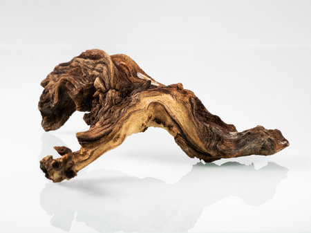 Mangrove driftwood for decorating an aquarium with a rough texture on a light backgroundの写真素材