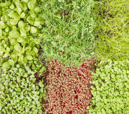 Growing microgreens. Home mini garden. Pattern of leaves of young shoots of various plants, top...