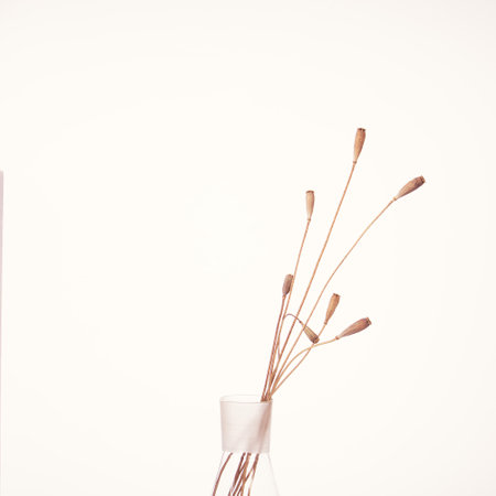 Ikebana from dry poppy stems in a glass vase on a white background.