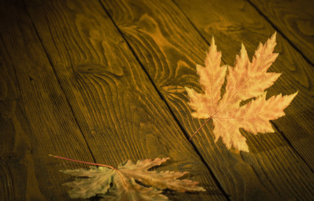 Autumn concept. A lone maple leaf in autumn color on a background of a rough wooden surface