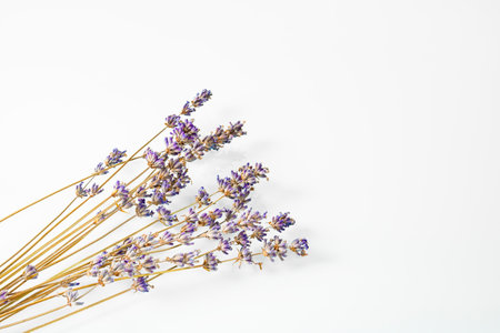 Mockup.Dry stems with lavender flowers lie diagonally on a white mirror backgroundの写真素材
