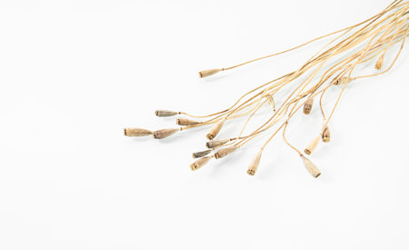 Dried poppy stems are arranged diagonally on a white mirror background. Copy spaceの写真素材