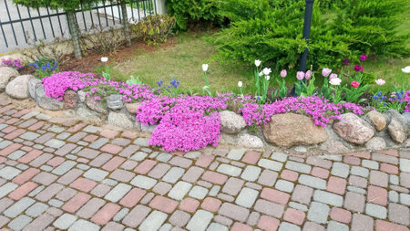 Pavement of tiles and a border of stones, overgrown with red phlox flowersの写真素材