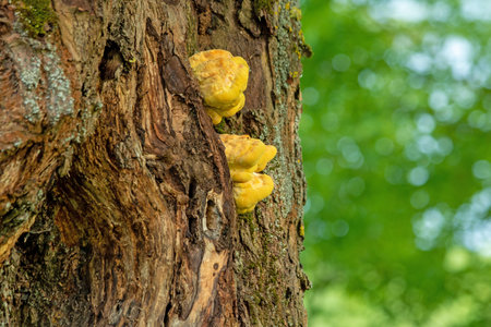 Young tree mushroom of yellow color on the trunk of an old tree