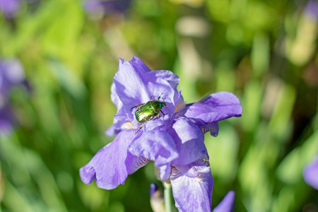 A bronze beetle sits on a blue iris flower brightly lit by the sunの写真素材