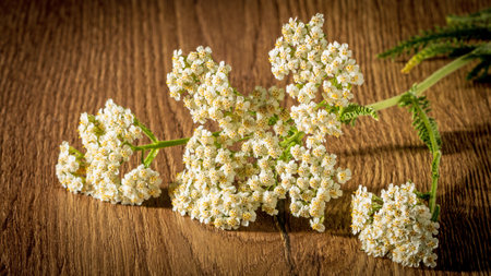 Branch of a flowering medicinal plant yarrow on a wooden table. close upの写真素材