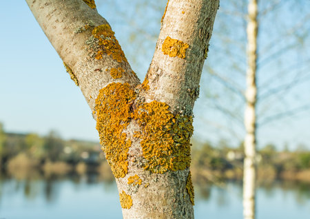 Sunlit tree trunk covered with orange lichen.の写真素材