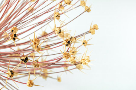 Ornament of dry stalks of giant onion with seeds close-up.の写真素材