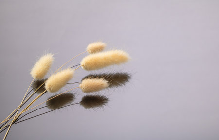 A bunch of dry tail grass plants is beautifully reflected in a black mirror background, template for...