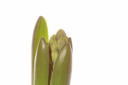Vibrant and elegant, a close-up capturing the beauty of a young hyacinth cluster set against a...