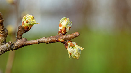 Young leaves bloom on a pear tree in the garden.の写真素材