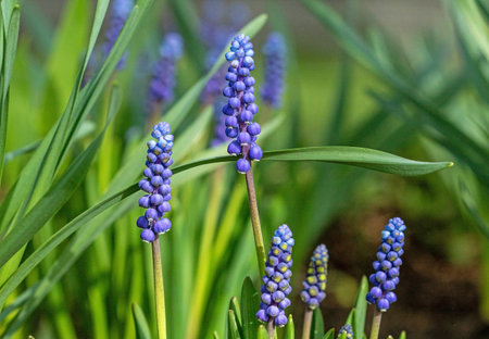 Blue muscari flowers bloom in early spring in the gardenの写真素材