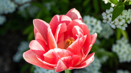 Close-up red double tulip flower against greenery background.の写真素材