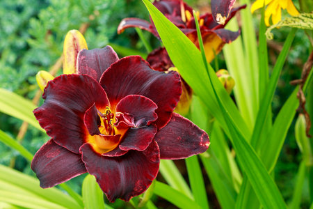 A stunning close-up view of a vibrant purple daylily flower in full bloom, showing its intricate petals and rich color details, perfect for floral-themed projects and nature enthusiasts.の写真素材