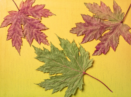 This vibrant image features dry maple leaves scattered against a captivating yellow-green gradient...
