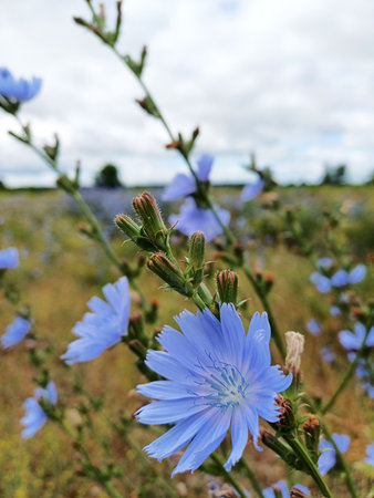 This stunning close-up captures the intricate beauty of a blue chicory flower, adorned with delicate dew drops glistening on its vibrant petals. Perfect for nature enthusiasts.の写真素材