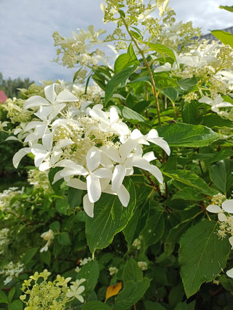 This vibrant image showcases a white hydrangea flower artistically brushed with colors, giving it a...