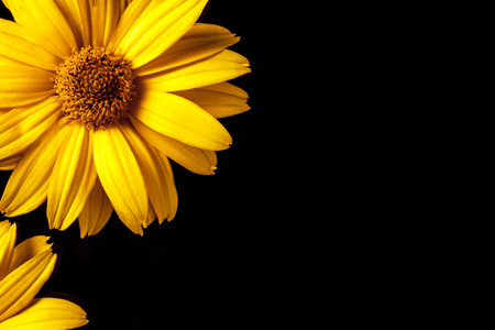 A vibrant yellow daisy mockup set against a sleek black background, perfect for showing custom text or graphics. Its striking contrast enhances creativity and design possibilities.の写真素材